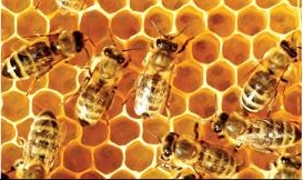 hive TechServices